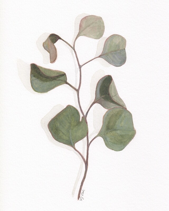 Elizabeth Cook Artist Painter Handworks Gallery Saint John NB Framed Watercolor Painting Silver Dollar Eucalyptus Plant 
