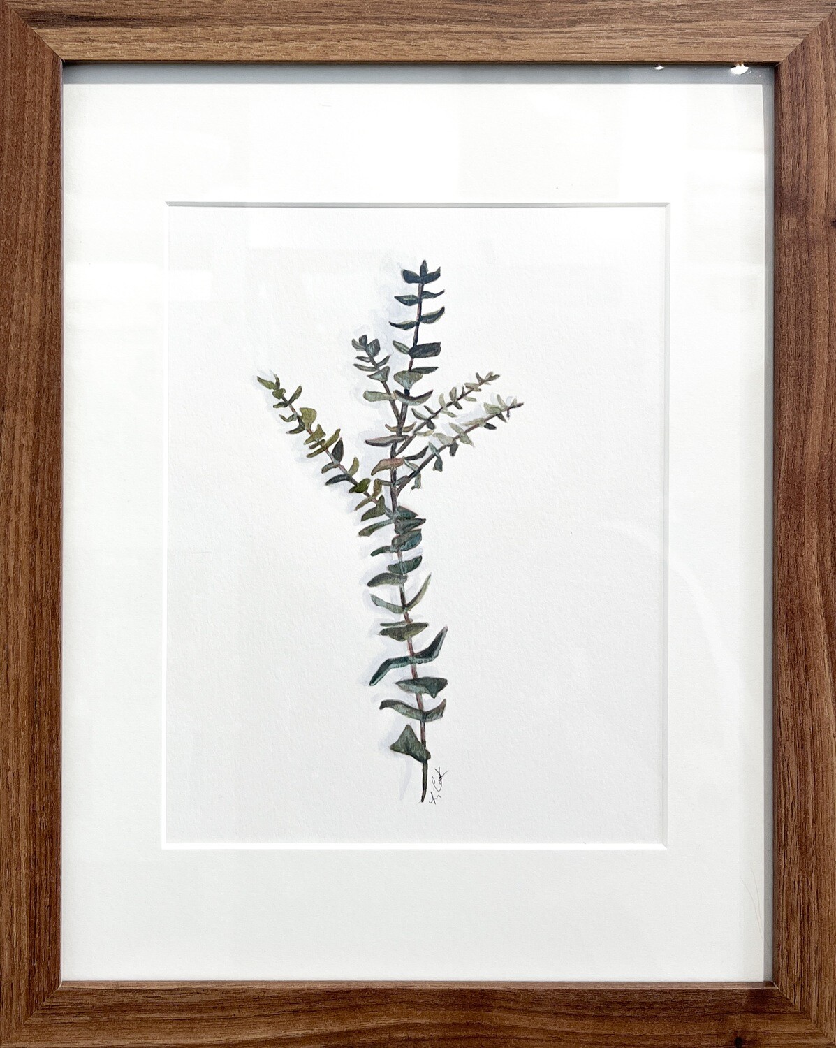 Elizabeth Cook Artist Painter Handworks Gallery Saint John New Brunswick NB Framed Watercolor Painting Eucalyptus Baby Blue