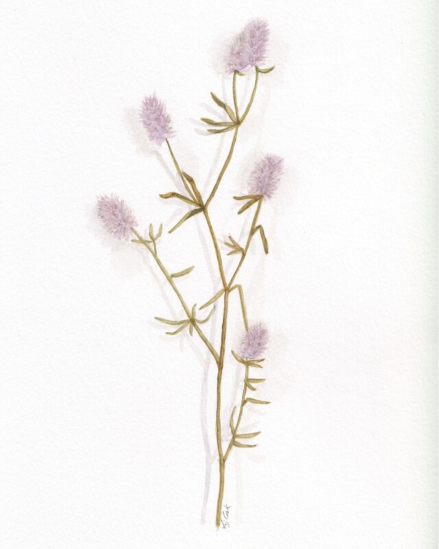 Elizabeth Cook Artist Painter Handworks Gallery Saint John NB Framed Watercolor Painting Hare's Foot Clover Plant Garden