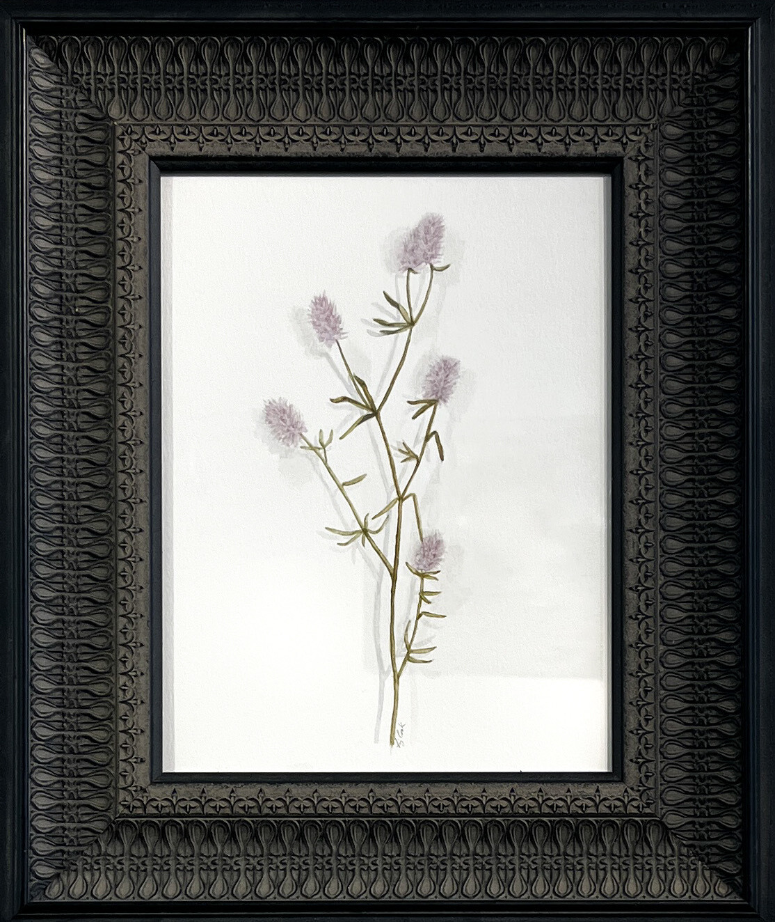 Elizabeth Cook Artist Painter Handworks Gallery Saint John NB Framed Watercolor Painting Hare's Foot Clover Plant Garden