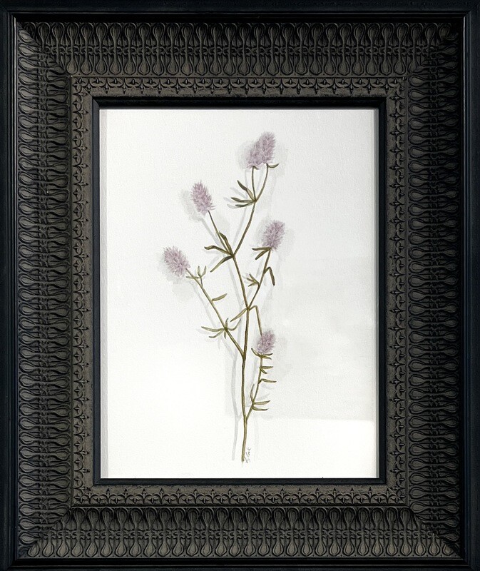 Elizabeth Cook Artist Painter Handworks Gallery Saint John NB Framed Watercolor Painting Hare's Foot Clover Plant Garden
