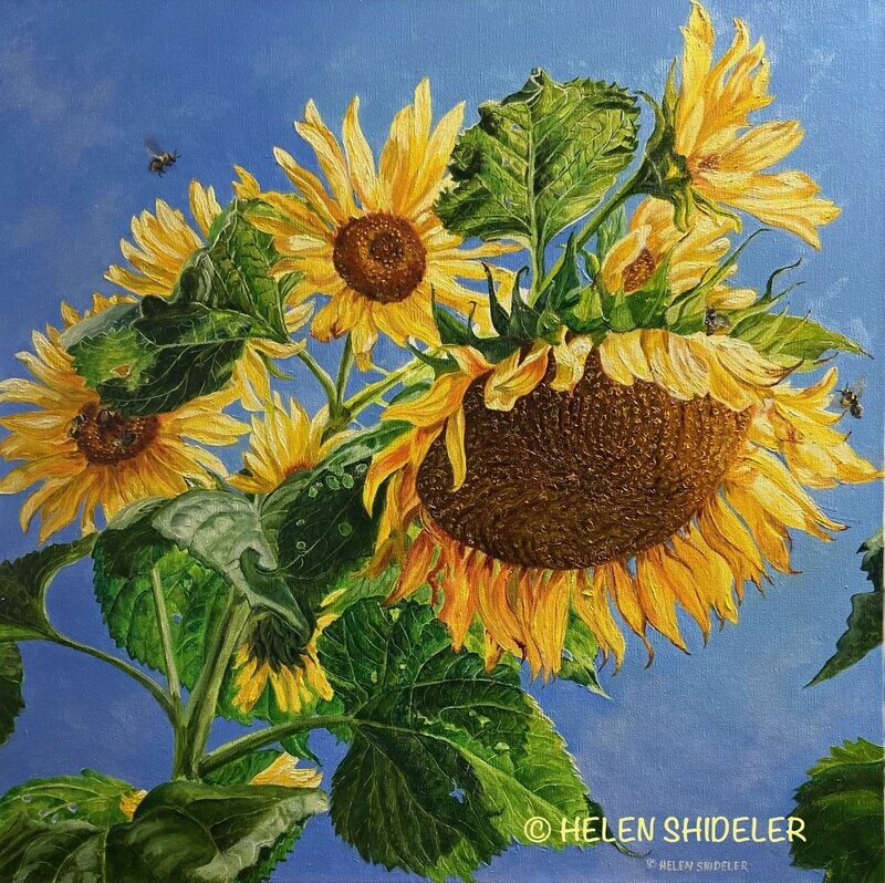 Helen Shideler Artist Painter Handworks Gallery Saint John New Brunswick Oil Painting Sunflowers Yellow Flowers Summer Floral