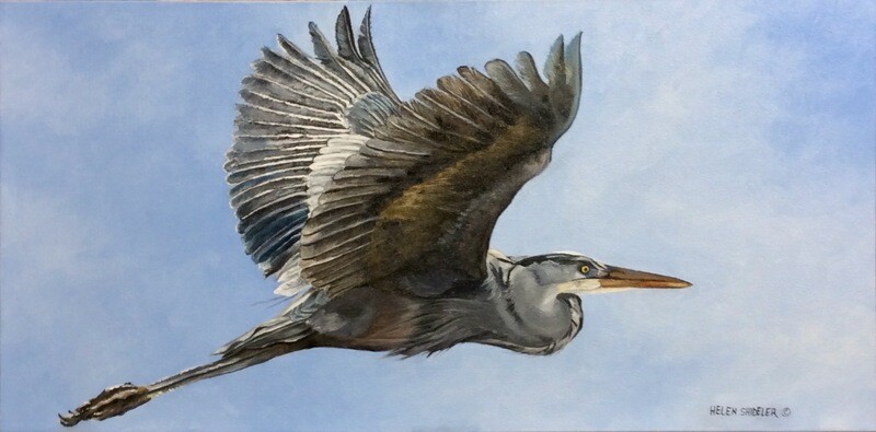 Helen Shideler Artist Painter Handworks Gallery Saint John New Brunswick NB Oil Painting Heron Bird Seabird Animal Nature