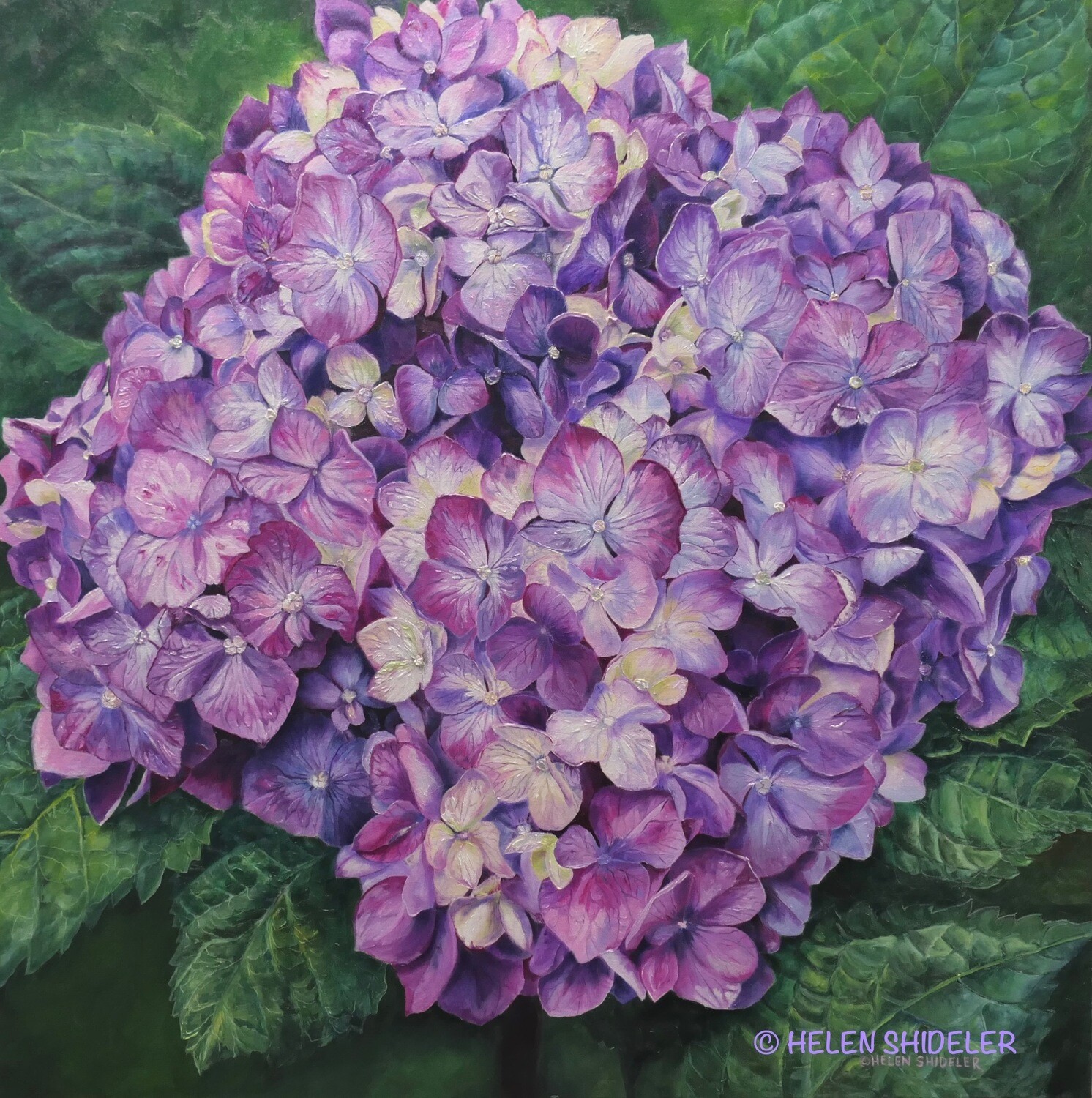 Helen Shideler Artist Painter Handworks Gallery Saint John New Brunswick NB Oil Painting Hydrangea Pink Flower Floral Garden
