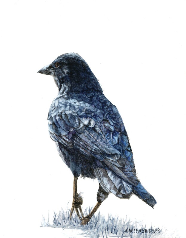 Helen Shideler Artist Painter Handworks Gallery Saint John New Brunswick NB Acrylic Painting Crow Raven Bird Nature Animal