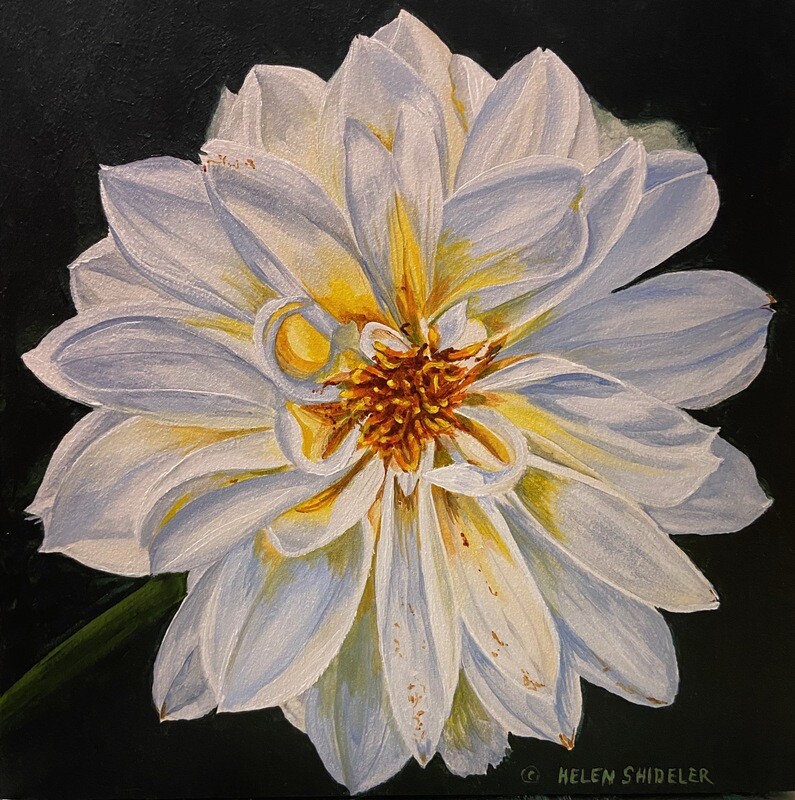 Helen Shideler Artist Painter Handworks Gallery Saint John New Brunswick NB Acrylic Painting White Flower Floral Garden 
