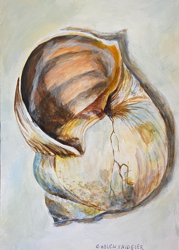 Helen Shideler Artist Painter Handworks Gallery Saint John New Brunswick NB Acrylic Painting Snail Shell Seashell Nature