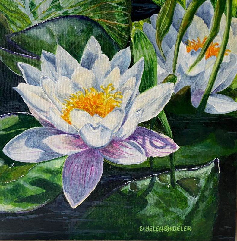 Helen Shideler Artist Painter Handworks Gallery Saint John New Brunswick NB Acrylic Painting White Lily Lilypad Flower Floral