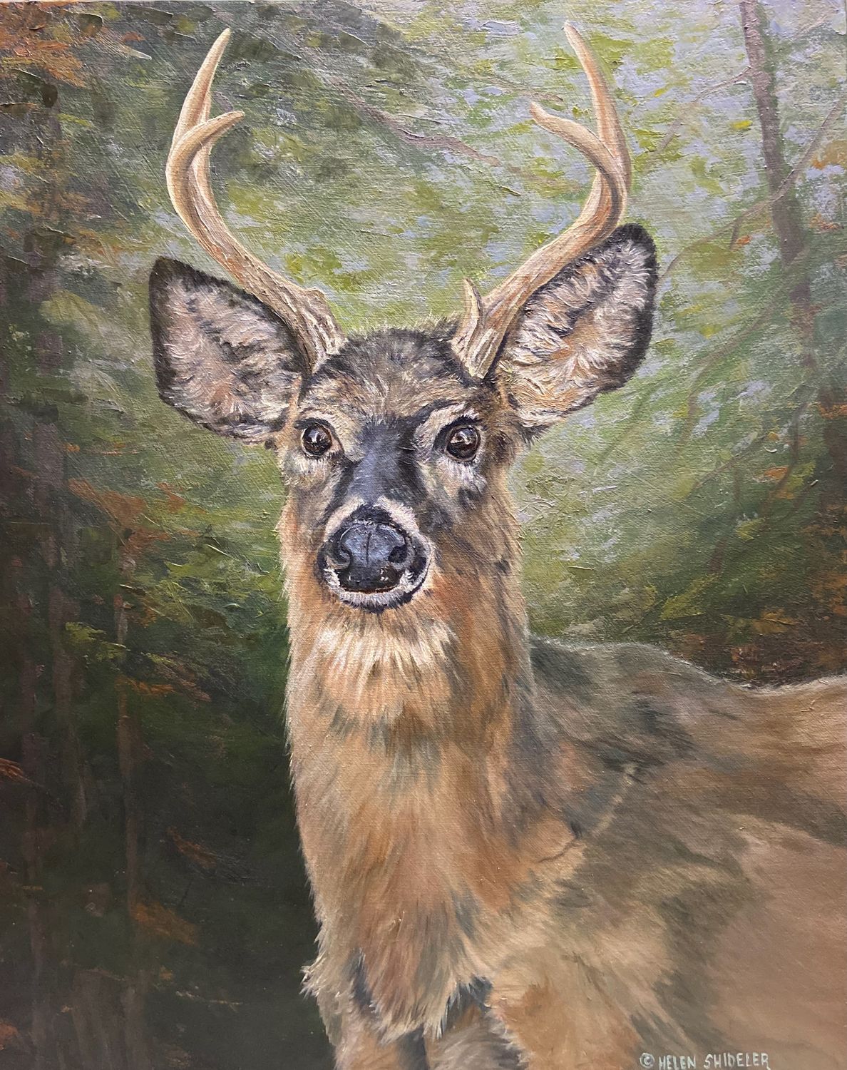 Helen Shideler Artist Painter Handworks Gallery Saint John New Brunswick Oil Painting Deer Rockwood Park Stag Nature Animal