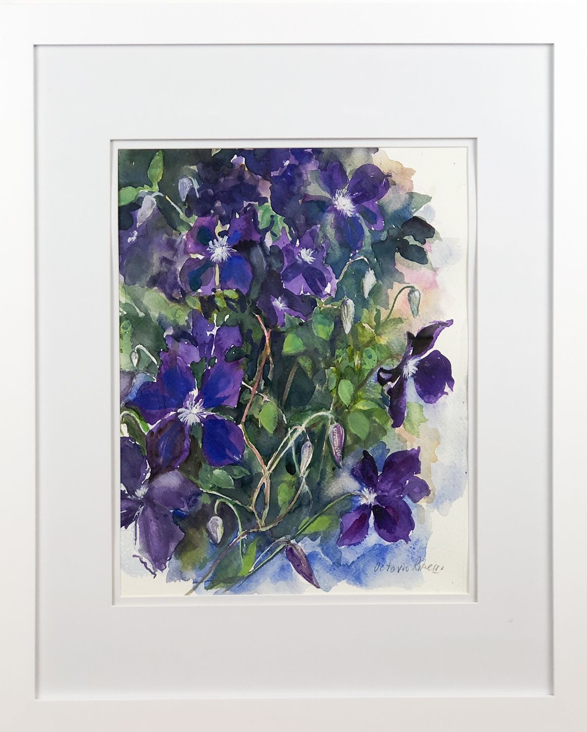 Octavio Ribeiro Artist Painter Handworks Gallery Saint John New Brunswick NB Watercolor Painting Purple Clematis Flowers Vine