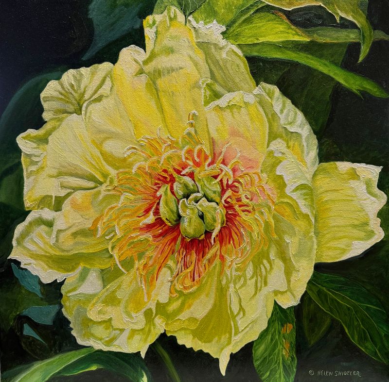 Helen Shideler Artist Painter Handworks Gallery Saint John New Brunswick NB Oil Painting Yellow Flower Floral Nature Garden