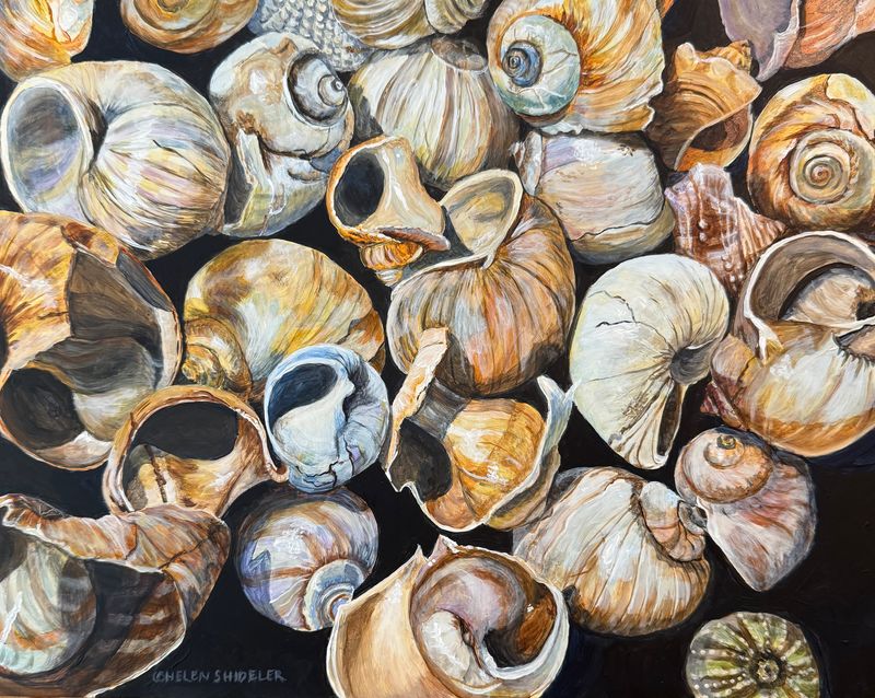 Helen Shideler Artist Painter Handworks Gallery Saint John New Brunswick Acrylic Painting Seashells Shells Snails Beach Ocean