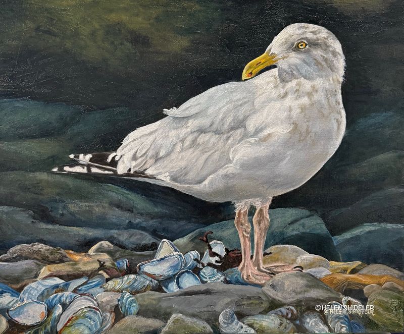 Helen Shideler Artist Painter Handworks Gallery Saint John New Brunswick Oil Painting Seagull Bird Beach Seabird Shore Ocean