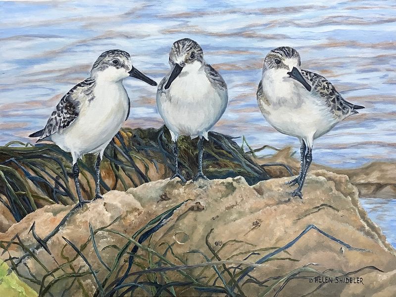Helen Shideler Artist Painter Handworks Gallery Saint John New Brunswick Oil Painting Seascape Birds Sandpipers Rocks Beach