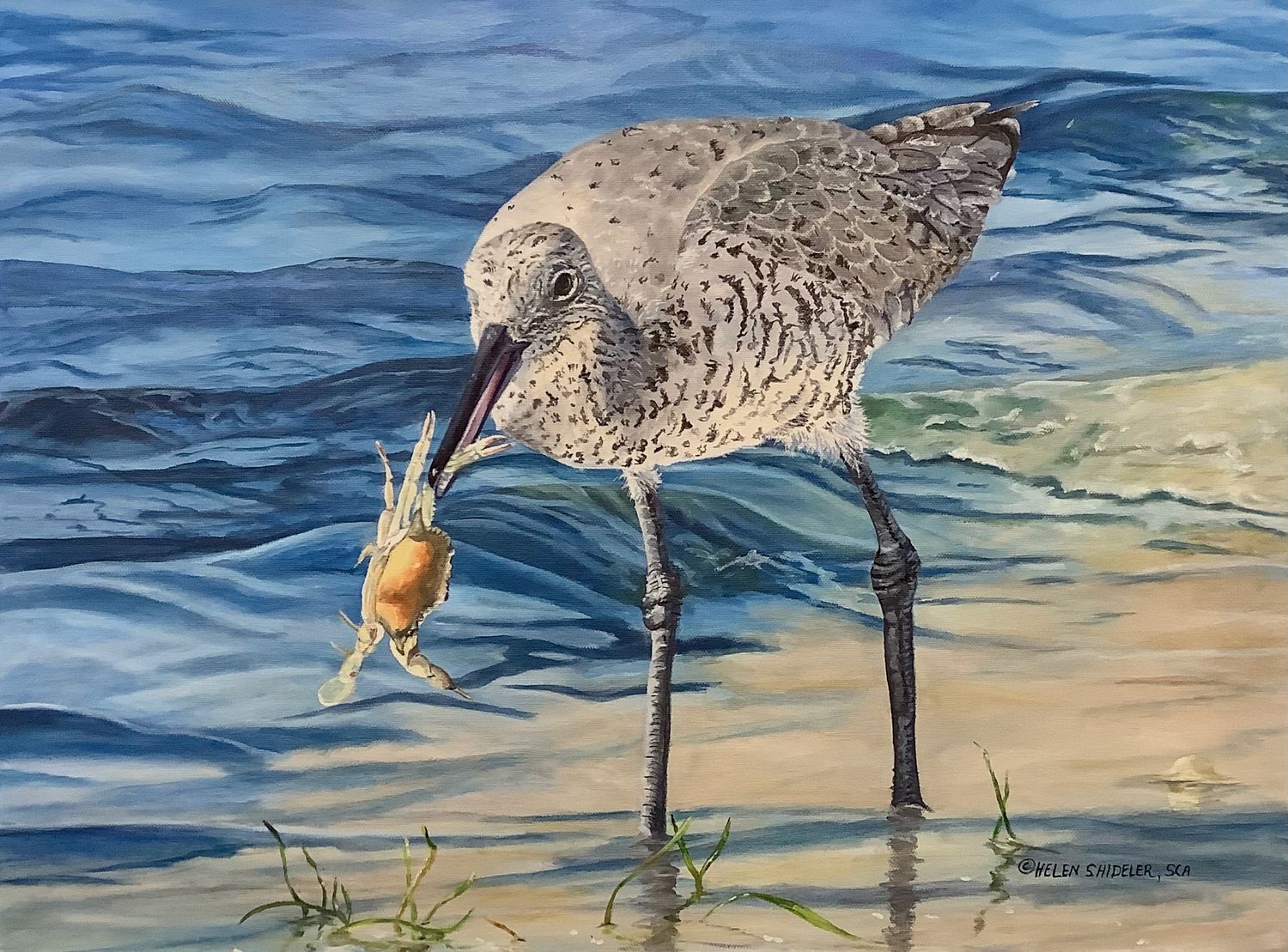 Helen Shideler Artist Painter Handworks Gallery Saint John New Brunswick Oil Painting Sandpiper Crab Beach Shore Tide Ocean