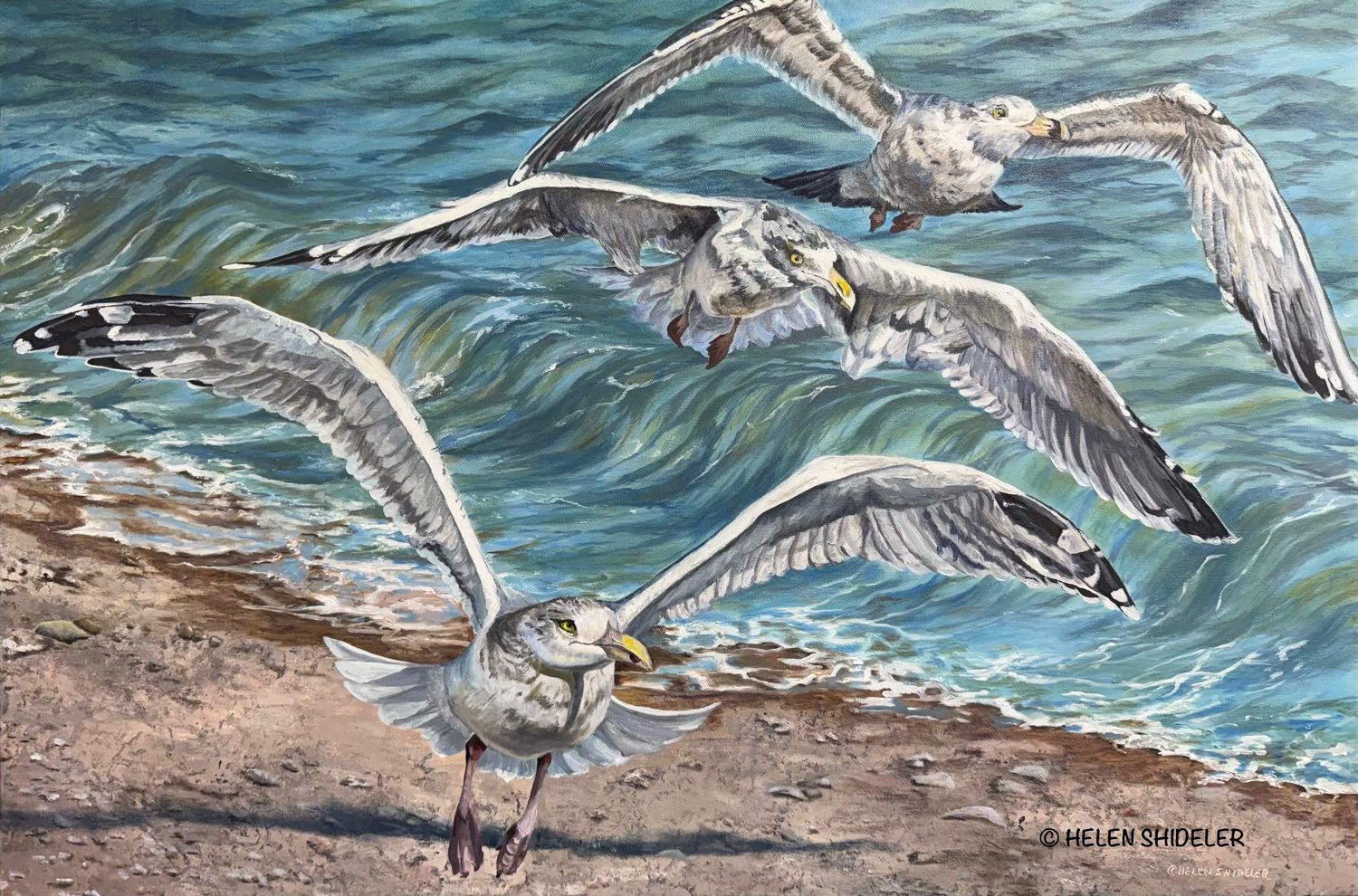 Helen Shideler Artist Painter Handworks Gallery Saint John New Brunswick Oil Painting Seagulls Birds Ocean Beach Seascape