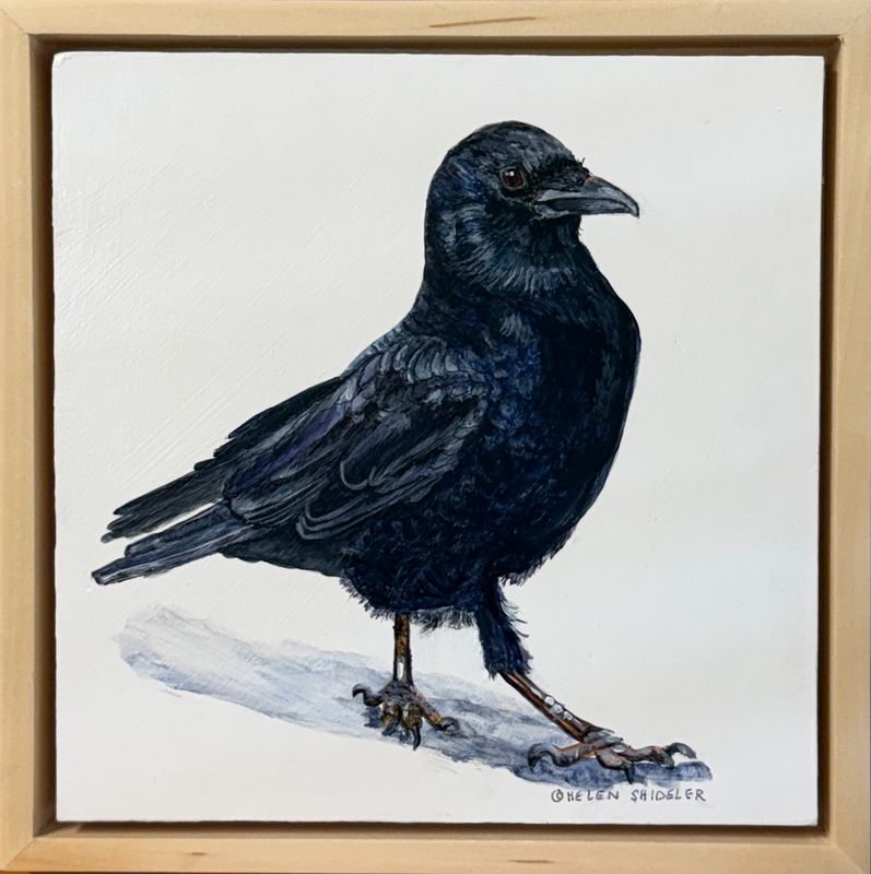 Helen Shideler Artist Painter Handworks Gallery Saint John New Brunswick NB Acrylic Painting Crow Raven Bird Animal Nature