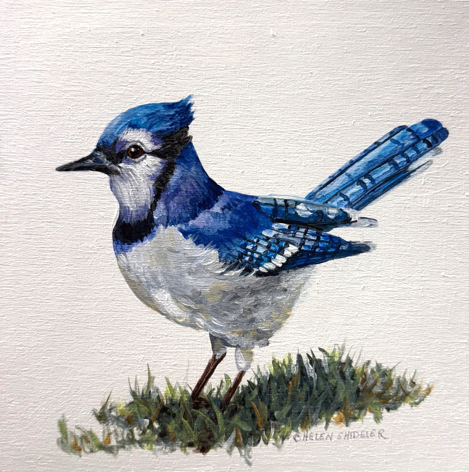 Helen Shideler Artist Painter Handworks Gallery Saint John New Brunswick NB Acrylic Painting Blue Jay Bird Animal Nature