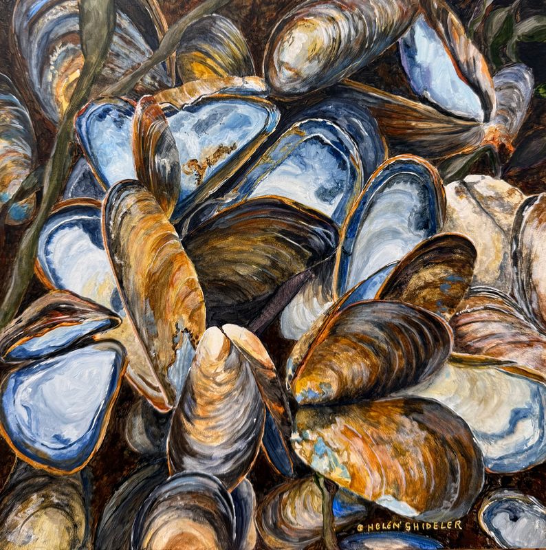 Helen Shideler Artist Painter Handworks Gallery Saint John New Brunswick NB Acrylic Painting Seashells Shells Oyster Mussels