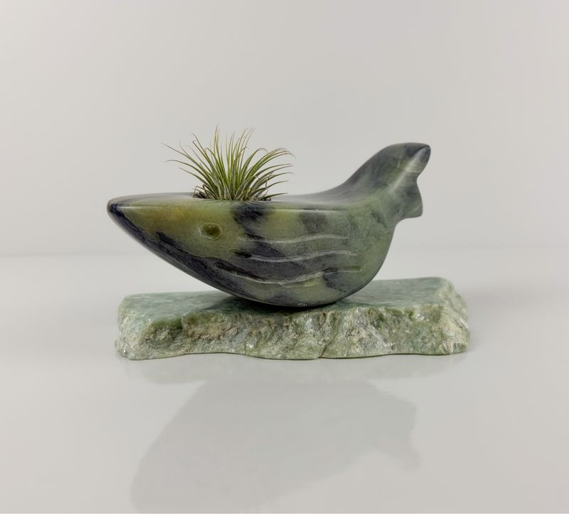 "Carmen" Whale Soapstone Sculpture *Air Plant Included* 9x4x5"