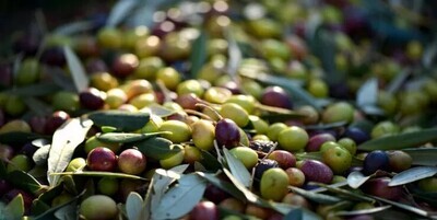 RACCOLTA OLIVE