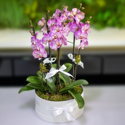 Planted Box Classic, Phalaenopsis - Majestic
