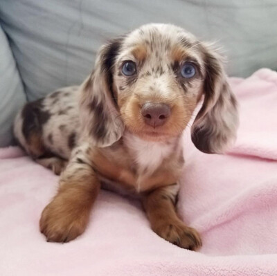 Rosie - 11 Weeks Female Miniature Dachshund 