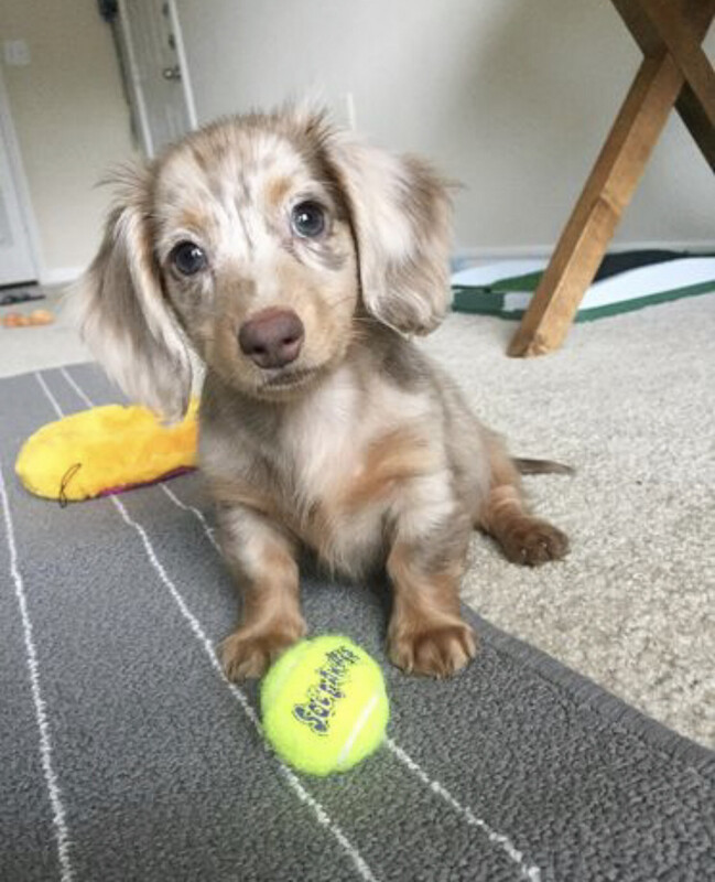 Piper - 11 Weeks Male Miniature Dachshund