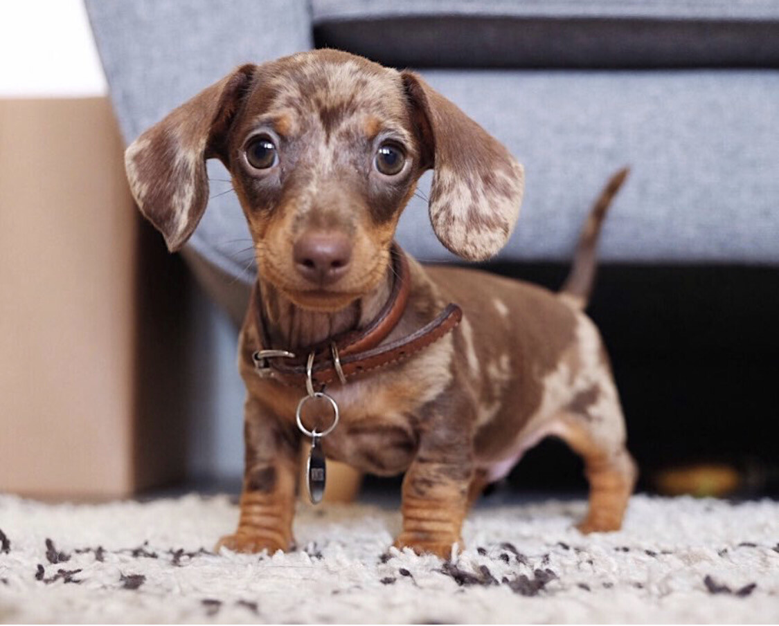 Winter - 11 Weeks Male Miniature Dachshund