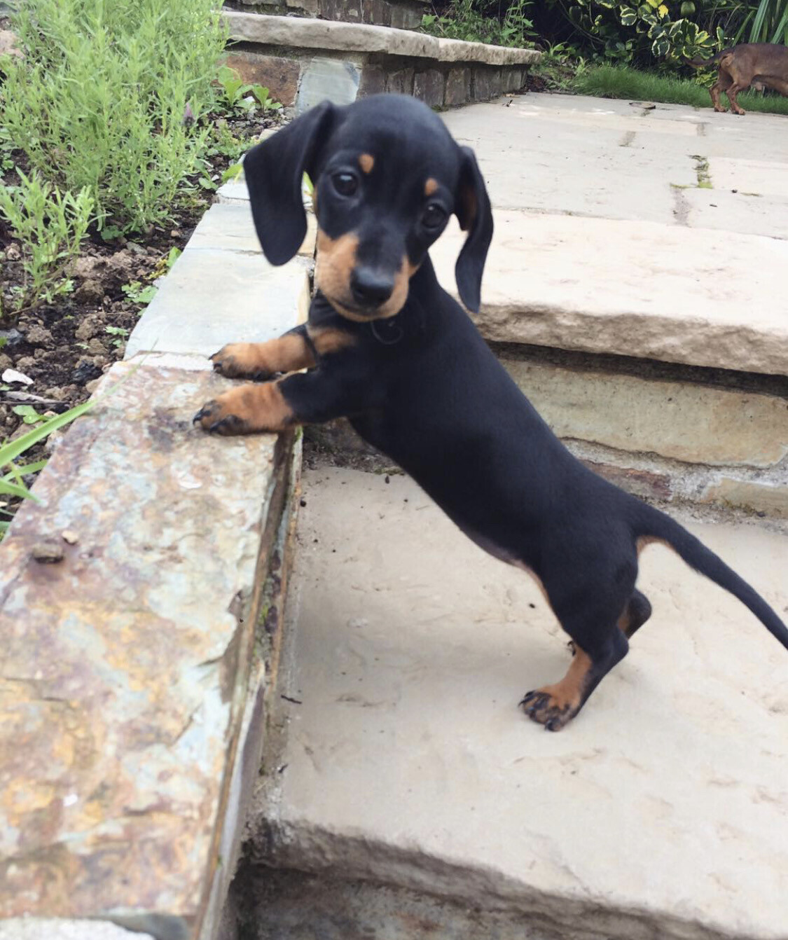 Pat - 11 Weeks Male Miniature Dachshund