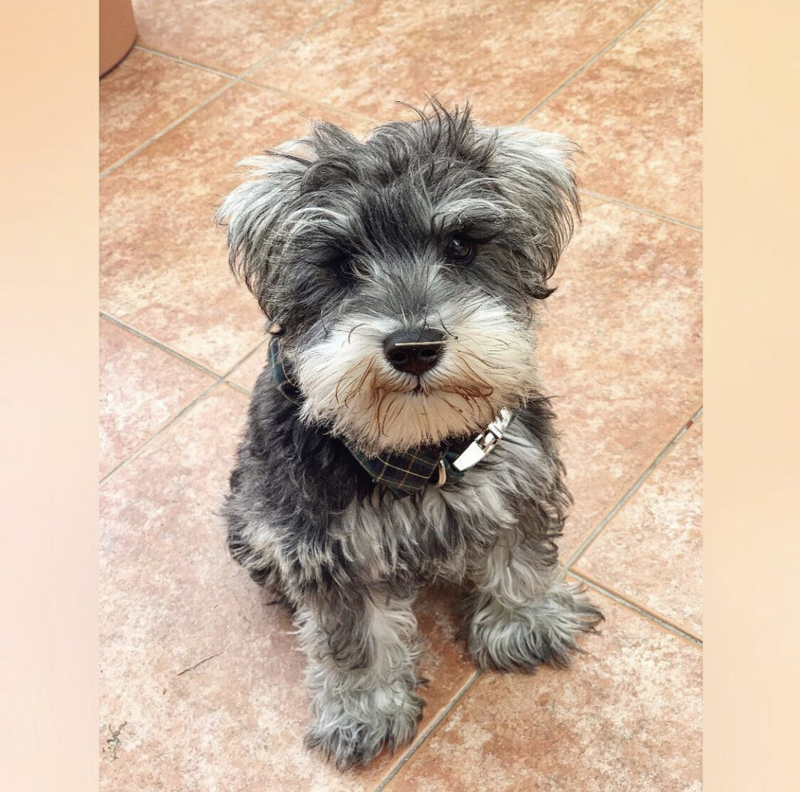 Hershel - 12 Weeks Female Miniature Schnauzer