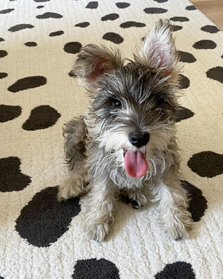 Olive - 12 Weeks Male Miniature Schnauzer