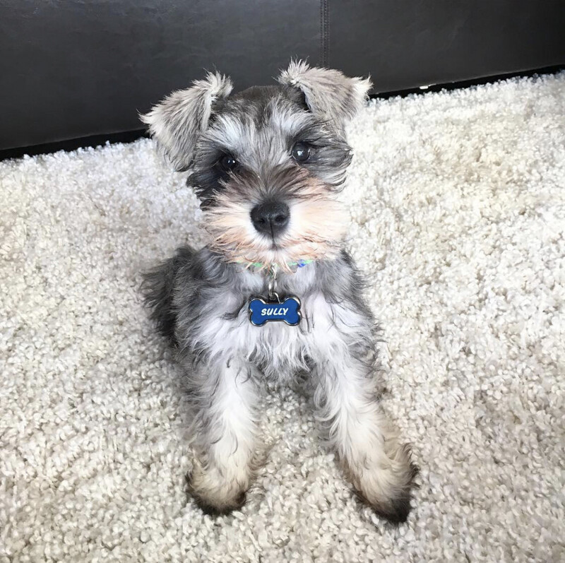 Sully - 12 Weeks Male Miniature Schnauzer
