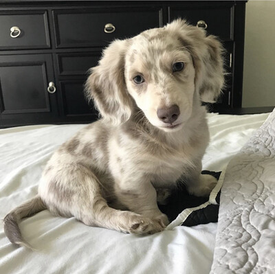 Otto - 11 Weeks Male Miniature Dachshund