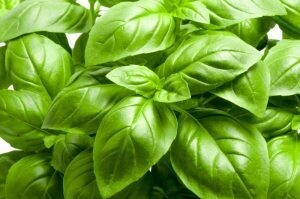 Herbs