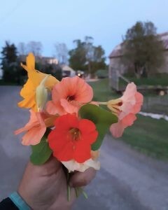 Annual flowers
