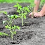 Vegetable plants, organic