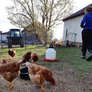 Free Range eggs