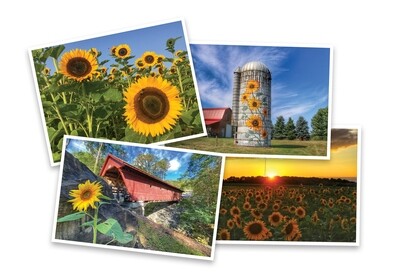 Postcard Set #2 - 'Sunflowers'