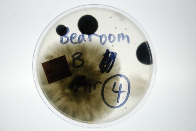 8-Sample Mould Test Kit