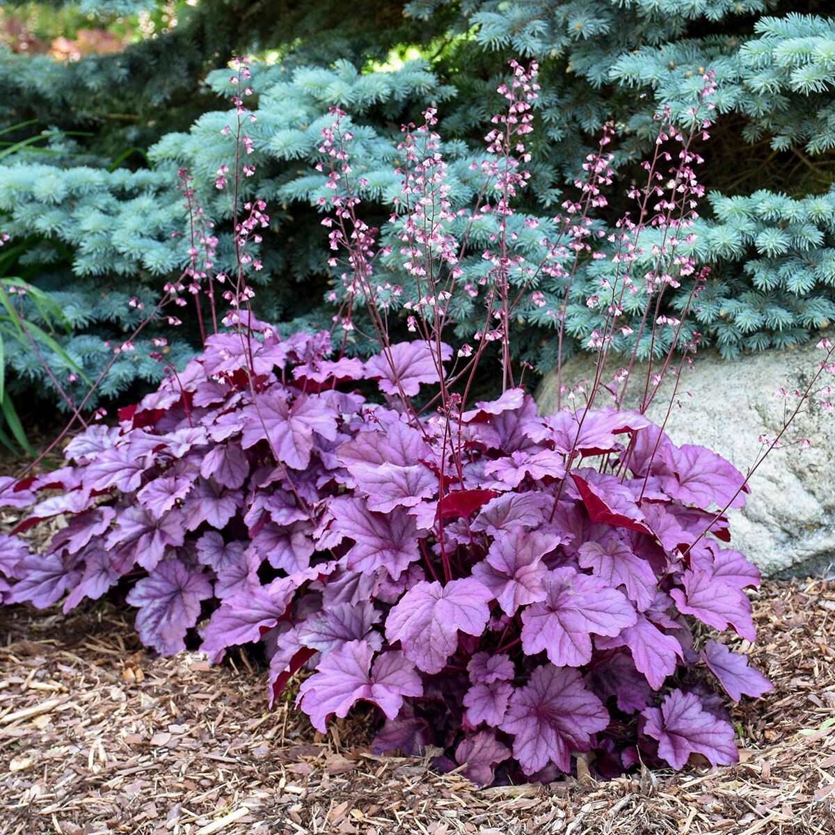 Image of Heuchera