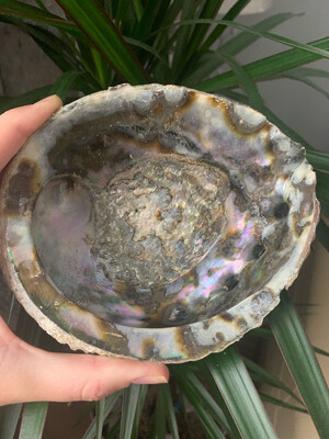 Abalone Paua Shell Large Natural 14cm
