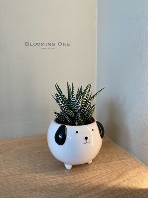 Plants