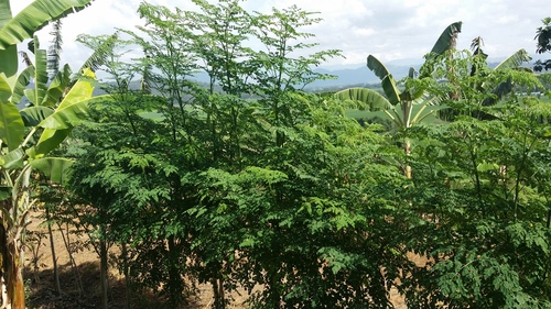 Growing Moringa oleifera Trees