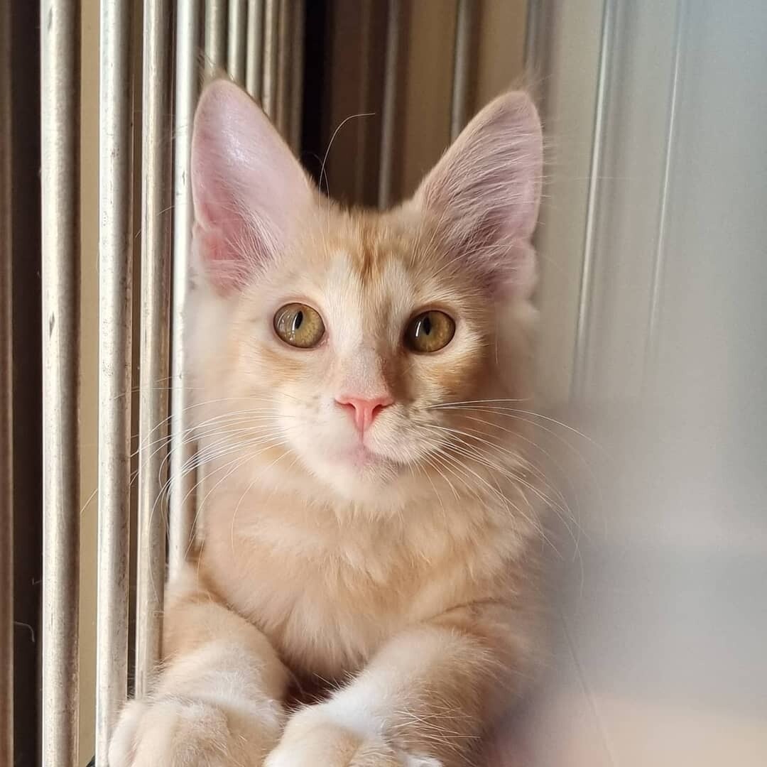Pure Maine Coon Kittens