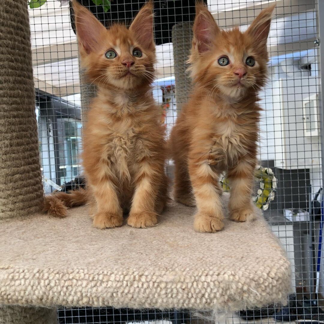 Pure Maine Coon kitten