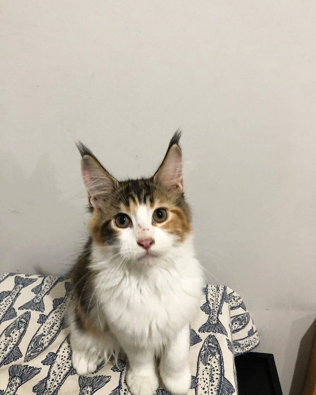Maine Coon Kitten