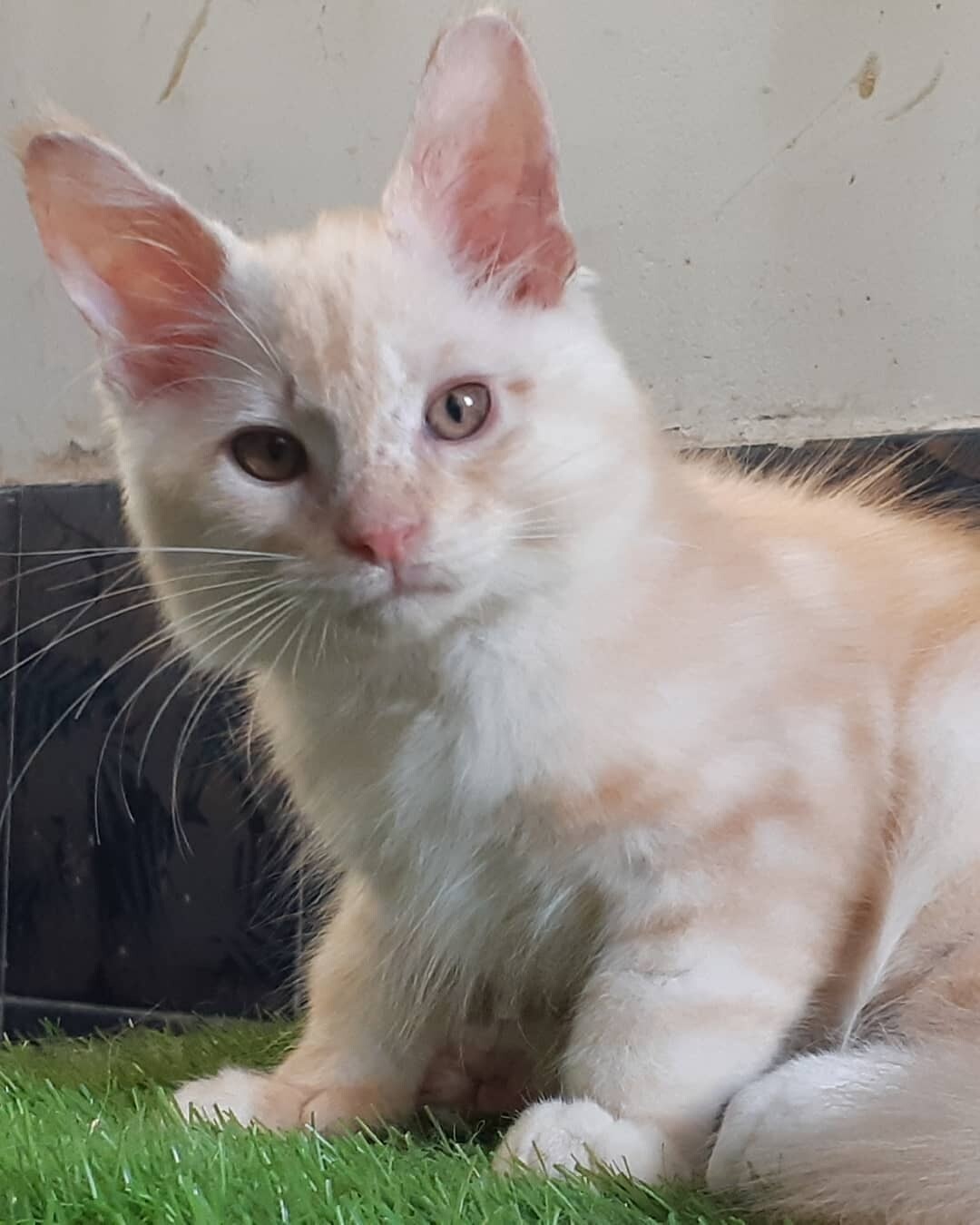 Maine Coon Kitten