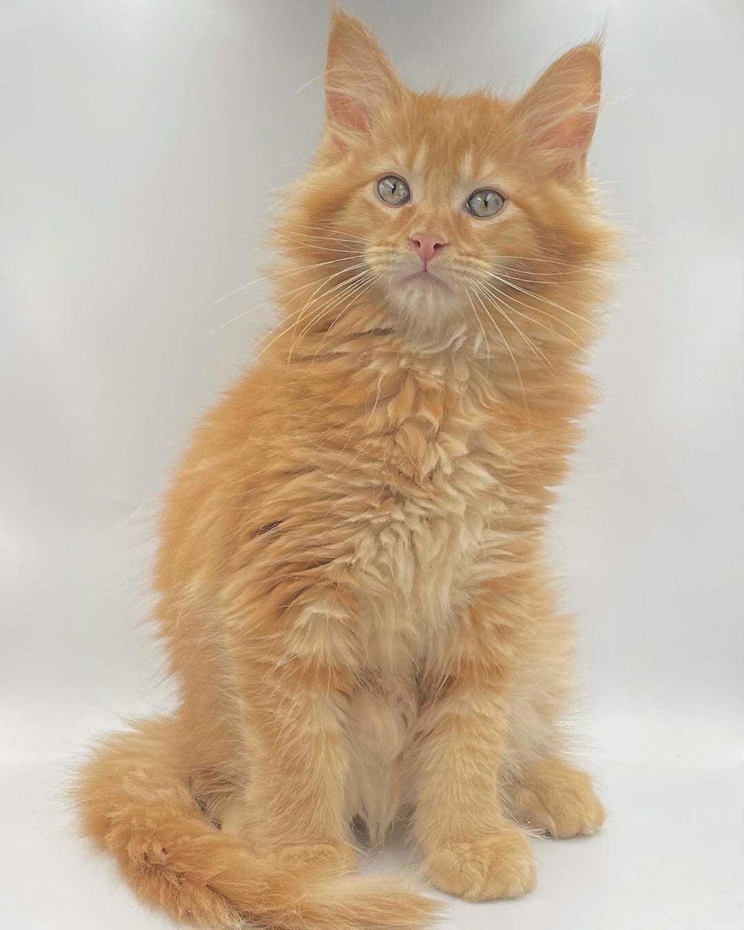 Tabby