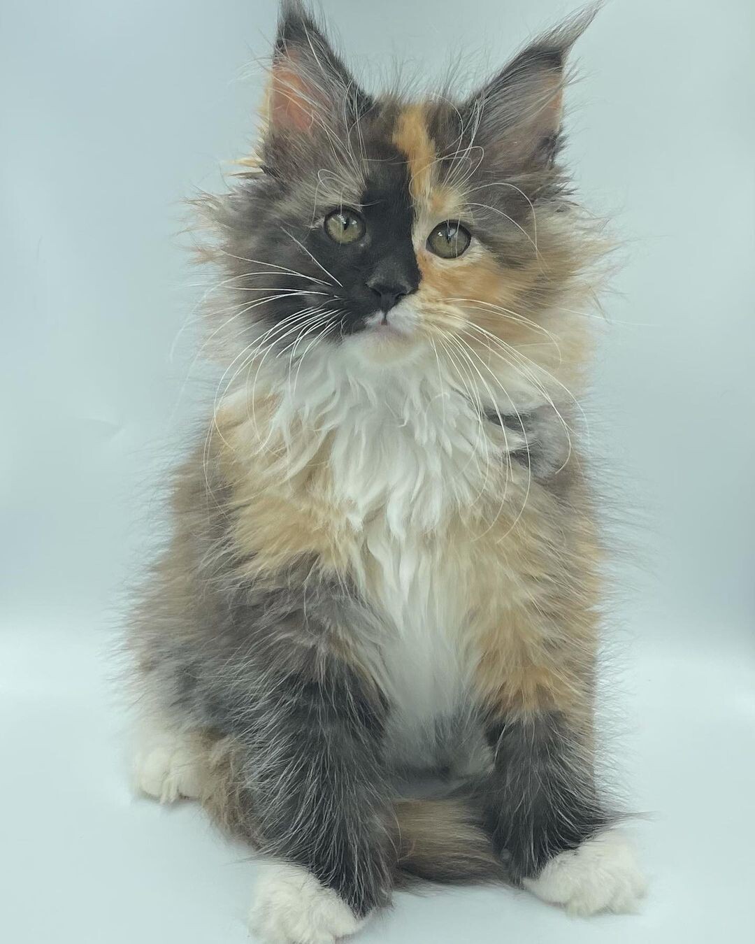Zena